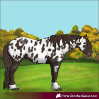 Horse Color:Liver Chestnut Tobiano Appaloosa 