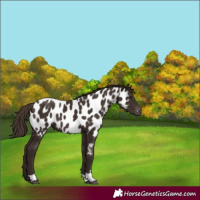 Horse Color:Liver Chestnut Tobiano Appaloosa 