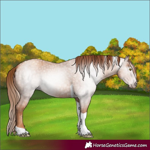 Horse Color:Gray Gold Champagne Roan Tobiano