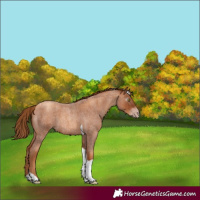Horse Color:Gray Gold Champagne Roan Tobiano 