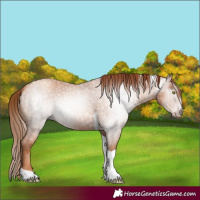 Horse Color:Gray Gold Champagne Roan Tobiano 
