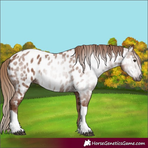 Horse Color:Gray Chestnut Tobiano Appaloosa 