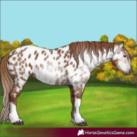 Horse Color:Gray Chestnut Tobiano Appaloosa 
