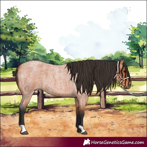 Horse Color:Bay Roan 