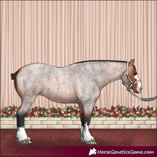 Horse Color:Bay Roan 
