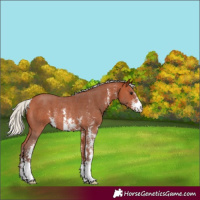 Horse Color:Silver Bay Sabino Rabicano 