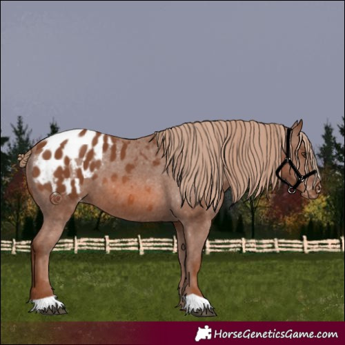 Horse Color:Chestnut Appaloosa 