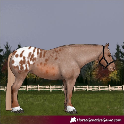 Horse Color:Chestnut Appaloosa