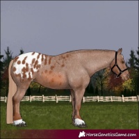 Horse Color:Chestnut Appaloosa 