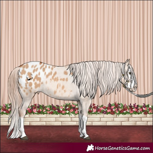 Horse Color:Red Dun Splash Appaloosa Rabicano