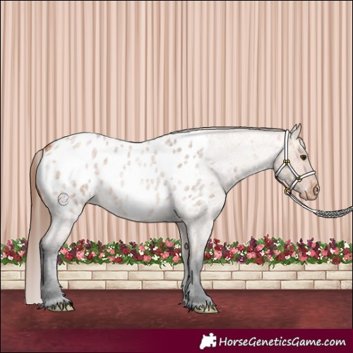 Horse Color:Bay Roan Dun Appaloosa