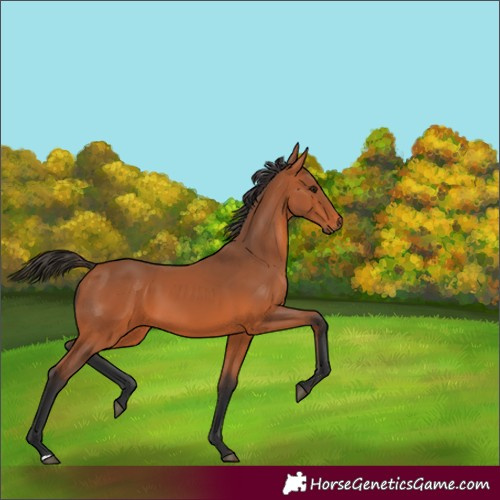 Horse Color:Bay 