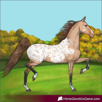 Horse Color:Bay Dun Appaloosa 