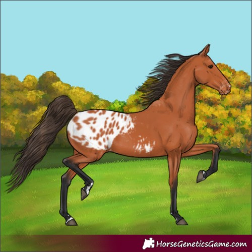 Horse Color:Bay Appaloosa 