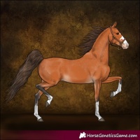 Horse Color:Bay Appaloosa