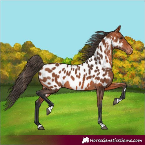 Horse Color:Bay Appaloosa 
