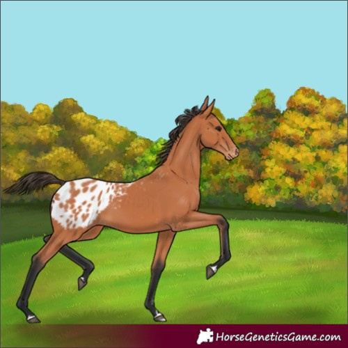 Horse Color:Bay Appaloosa 
