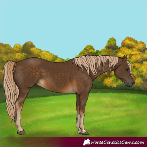 Horse Color:Chocolate Palomino 