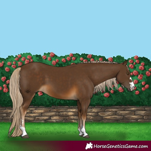 Horse Color:Chocolate Palomino 