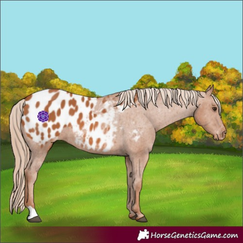 Horse Color:Chestnut Appaloosa 