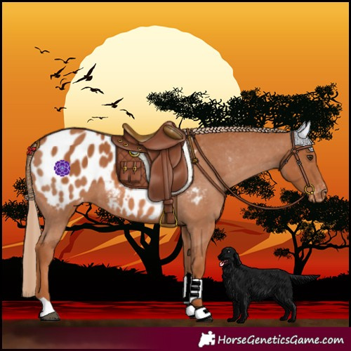 Horse Color:Chestnut Blanket 