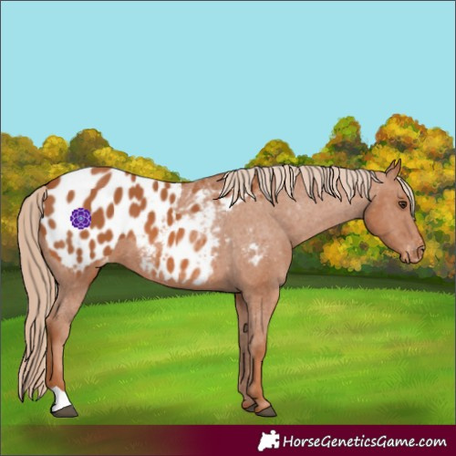 Horse Color:Chestnut Appaloosa 