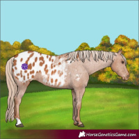 Horse Color:Chestnut Appaloosa