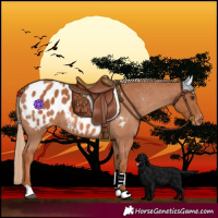 Horse Color:Chestnut Blanket 