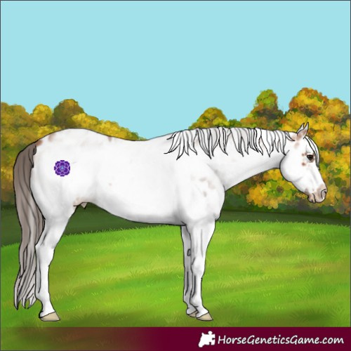Horse Color:White Spotted Bay Splash Frame Appaloosa 