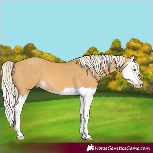 Horse Color:Palomino Dun Splash 