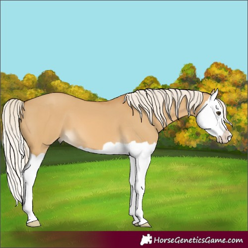 Horse Color:Palomino Dun Splash 