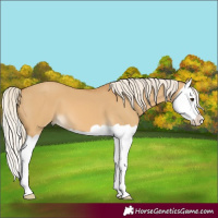 Horse Color:Palomino Dun Splash 