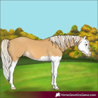 Horse Color:Palomino Dun Splash