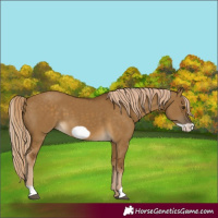 Horse Color:Chocolate Palomino Dun Frame
