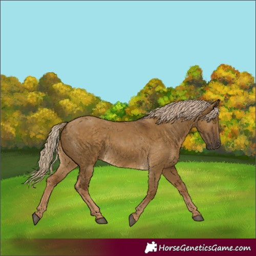 Horse Color:Chocolate Palomino Dun 