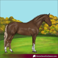 Horse Color:Chocolate Palomino Tobiano