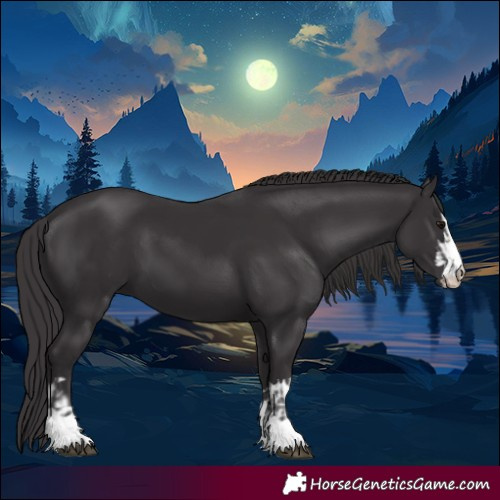 Horse Color:Smoky Black  and Smoky Black 