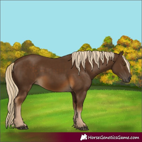 Horse Color:Chocolate Palomino 