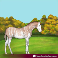 Horse Color:Gold Champagne Sabino Splash Rabicano