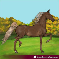 Horse Color:Chocolate Palomino 