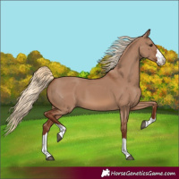 Horse Color:Red Dun 