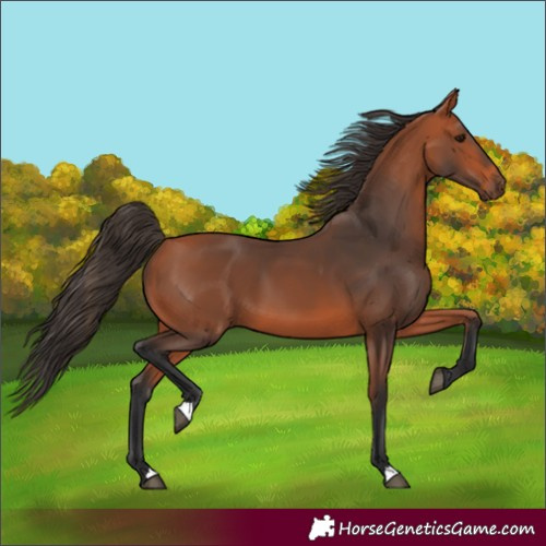 Horse Color:Bay 