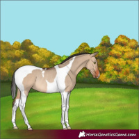 Horse Color:Bay Dun Tobiano Rabicano 