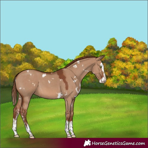 Horse Color:White Spotted Red Dun Sabino Splash 