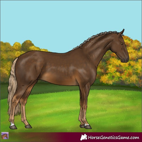 Horse Color:Chocolate Palomino 