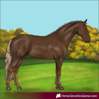 Horse Color:Chocolate Palomino 