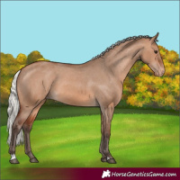 Horse Color:Silver Brown Dun Varnish 