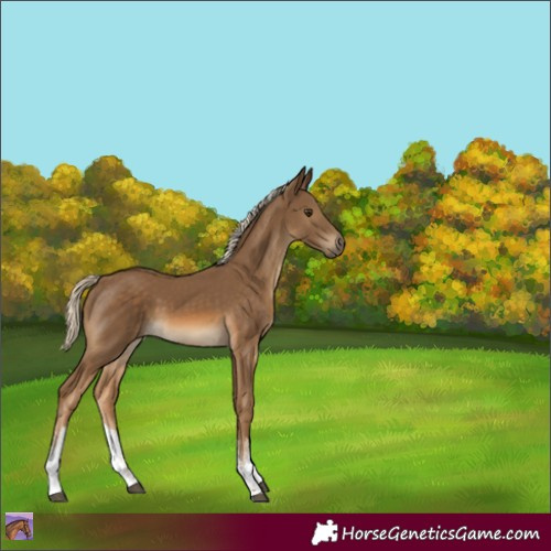 Horse Color:White Spotted Chocolate Palomino 