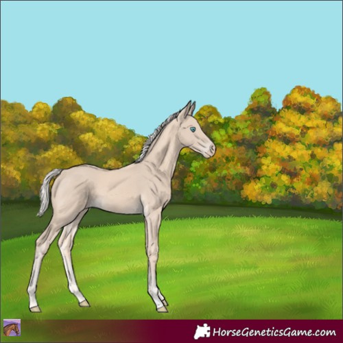 Horse Color:Cremello 