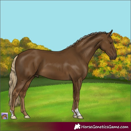 Horse Color:Chocolate Palomino 